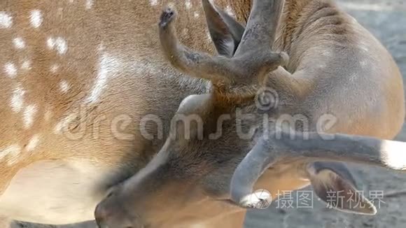 夏天，一只棕色的雄性鹿在动物园里慢慢地舔它的皮肤