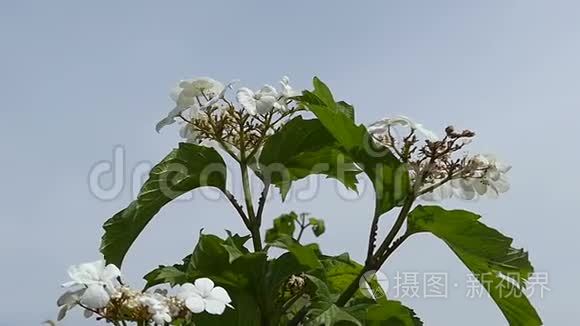 夏天有五片花瓣和绿叶的白野花视频