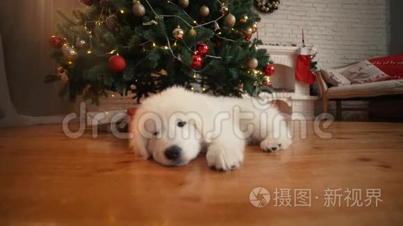 新年时睡在树下的白色小狗。
