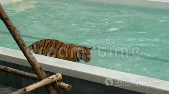 老虎在蓝色的游泳池里散步