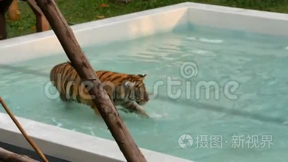 老虎在蓝色的游泳池里散步视频
