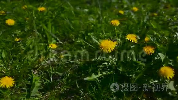 花园里的黄色蒲公英视频