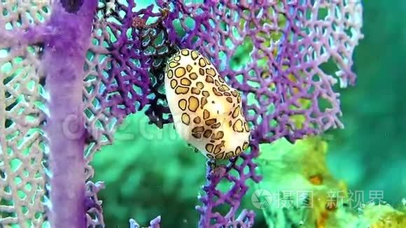 紫珊瑚上的小努迪布兰视频