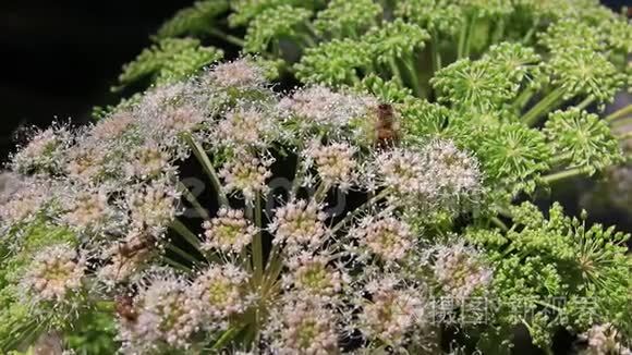 不同种类的昆虫给白花授粉视频