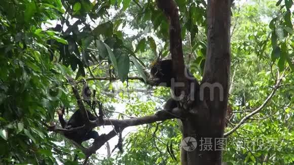 睡在树上的太阳熊马来西亚神视频