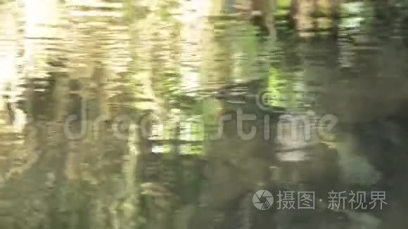漂浮在森林河面上的水或池塘视频