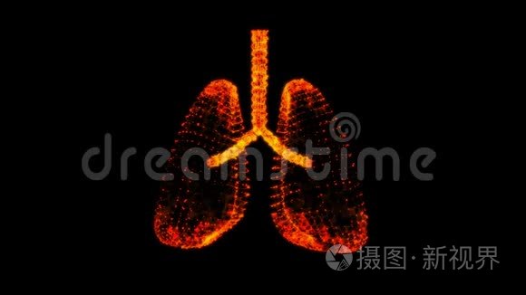 气管支气管内器官的肺