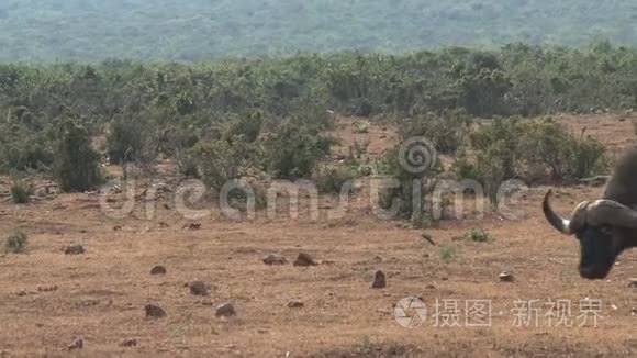一头非洲水牛在热带草原上行走视频