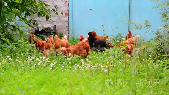 美丽的纯种鸡在农家院里掐草