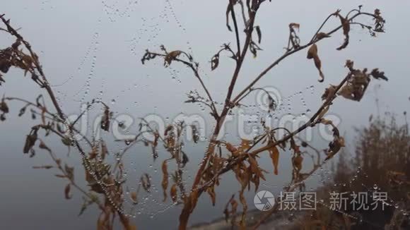 蜘蛛网与露珠