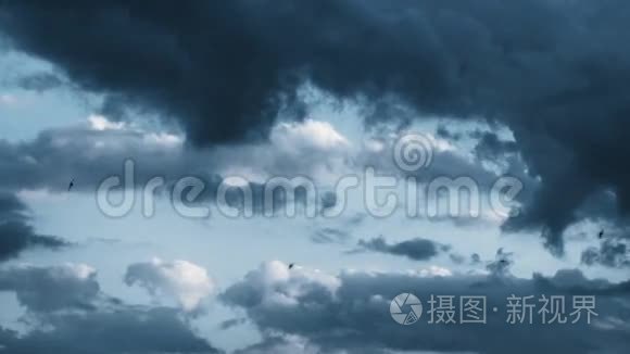 燕子在暴风雨的天空中飞翔视频