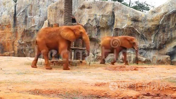 非洲大象走路视频