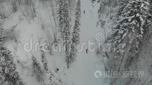 用冷杉树枝装饰圣诞节视频