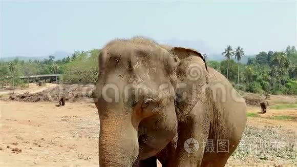 丛林里的野象视频