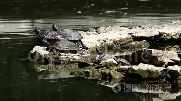 乌龟在岩石上行走视频