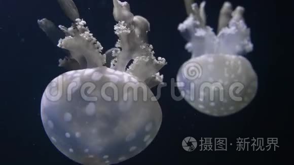 黑暗背景下水族馆里的水母视频