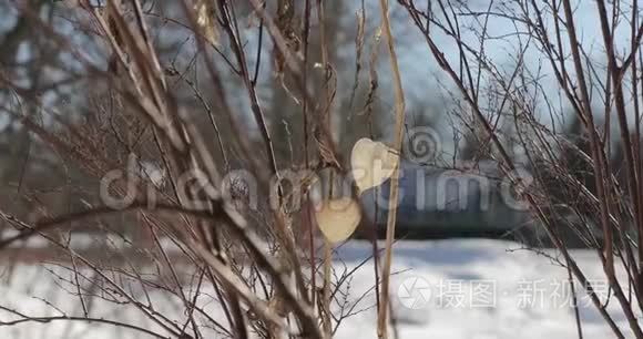 干燥的植物在冬天特写视频