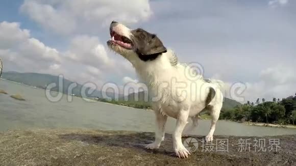 可爱的狗在海滩后海水中晃动视频