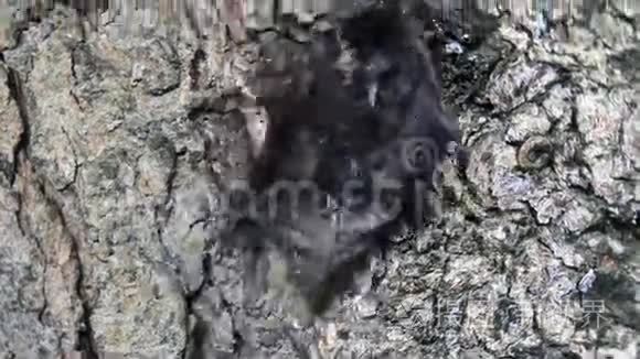 树上和地上的蝙蝠