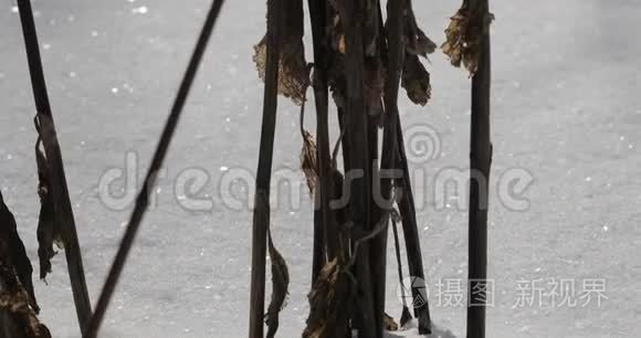 干燥的植物在冬天特写视频