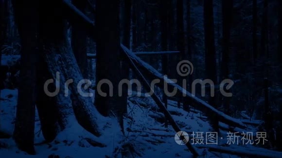 夜间在雪林中掠过落叶