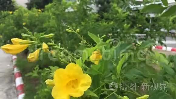 黄色喇叭花在大自然上视频