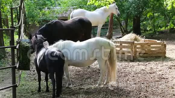 黑白马和小马是在谷仓里饲养的视频