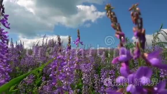 野地里撒维雅的花朵在美丽的多云天空的背景下