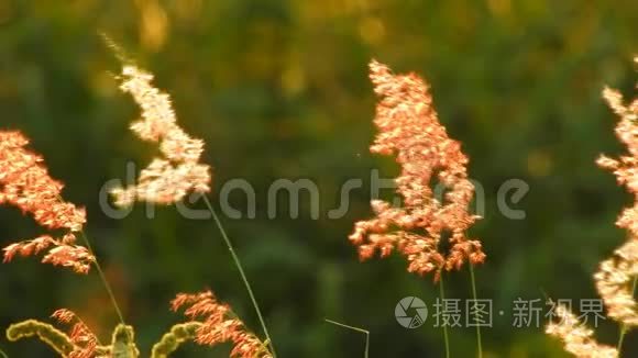 红野花风视频高清动态视频