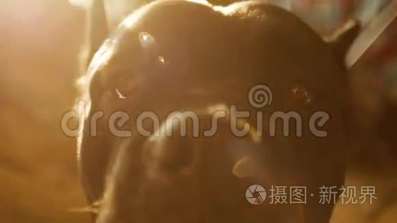 特写肖像一只狗犬柯索与美丽的太阳耀斑