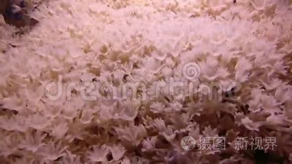 白脉软珊瑚脉搏菌群视频