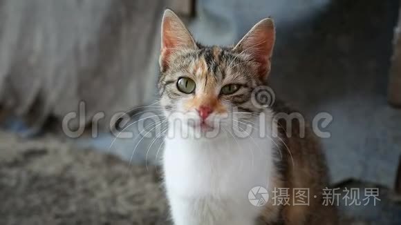 猫眯眼在户外发现宠物猫视频