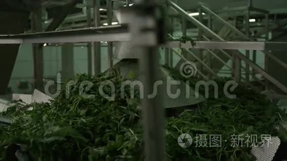 大容量生菜分选生产线机视频