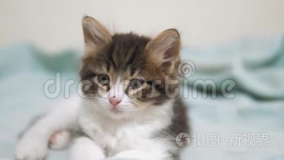 小蓬松可爱搞笑小猫画像室内.. 可爱的小猫。 小猫宠物猫生活方式