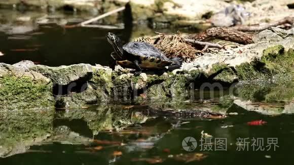 乌龟在岩石上行走视频