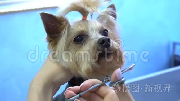 约克郡猎犬在宠物沙龙理发