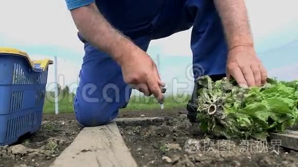 从花园土壤中切除盐渍后的污垢视频