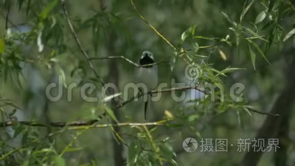 它坐在树枝上