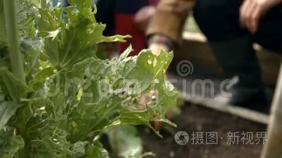 年轻夫妇养护植物视频