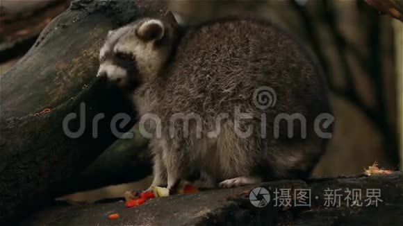 浣熊收集和吃食物特写视频