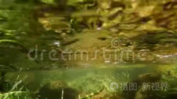 水下水生植物和岩石视频