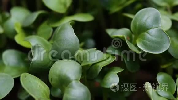 生长植物计时植物发芽视频