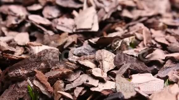 植物的生长使植物发芽视频