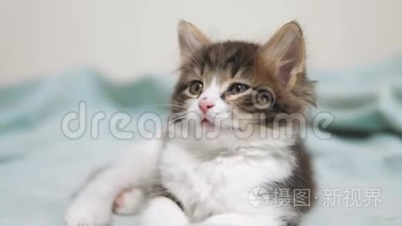 小蓬松可爱搞笑小猫画像室内.. 可爱的小猫。 猫宠物生活方式猫概念