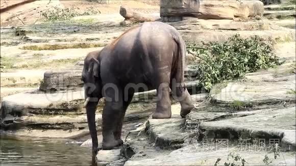 野生动物园里的大象视频