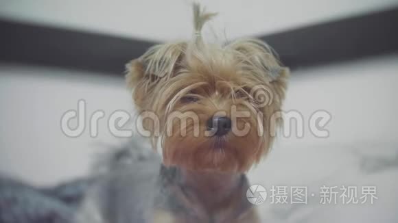 约克郡猎犬宠物坐在室内的床上。 毛茸茸的小可爱狗女孩。 狗的生活方式概念