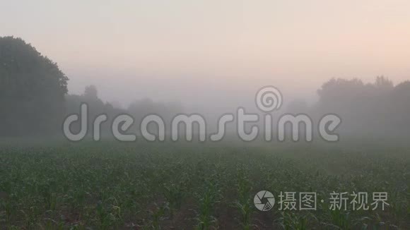 夏天日出时雾在乡间小路上