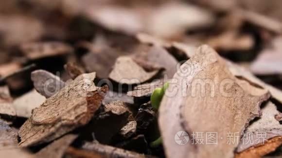 植物的生长使植物发芽视频