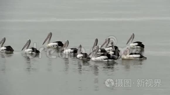 澳大利亚昆士兰州凯恩斯海岸的群