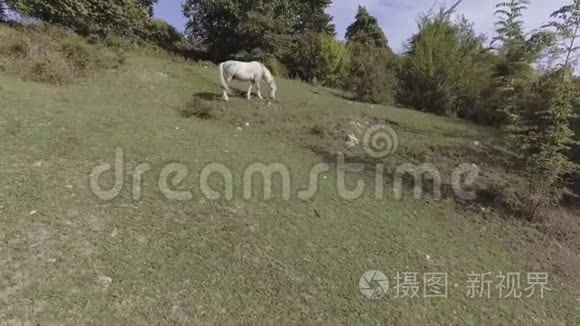 大可爱的白马在山上绿草如茵的大牧场上自由地放牧